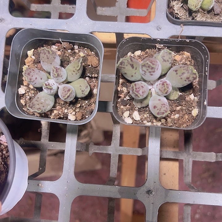 海豹精品多肉植物