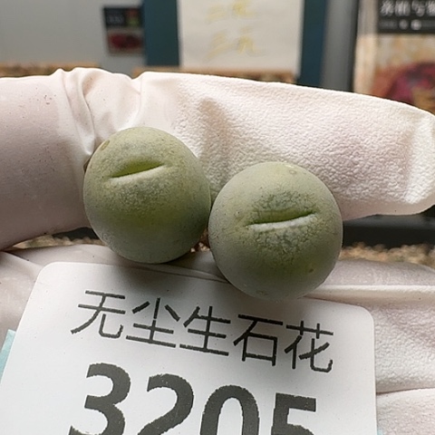 3205，丑鹅母本脱土发货