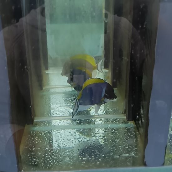 海水鱼粉蓝 2 条观赏鱼包邮到家