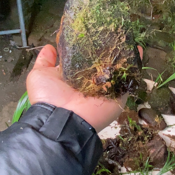 雏***鹰无花朵石菖蒲你是个