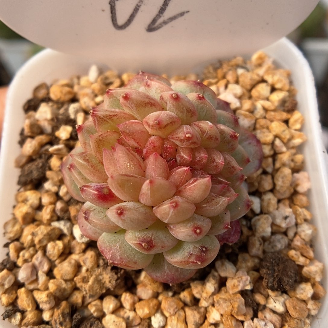 乌梅子酱缀化62号 