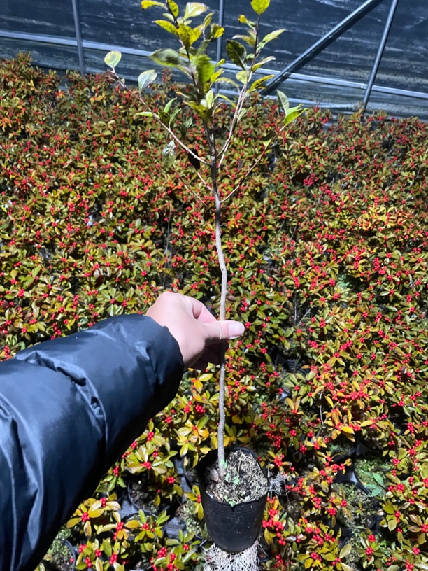 北美冬青授粉雄株
