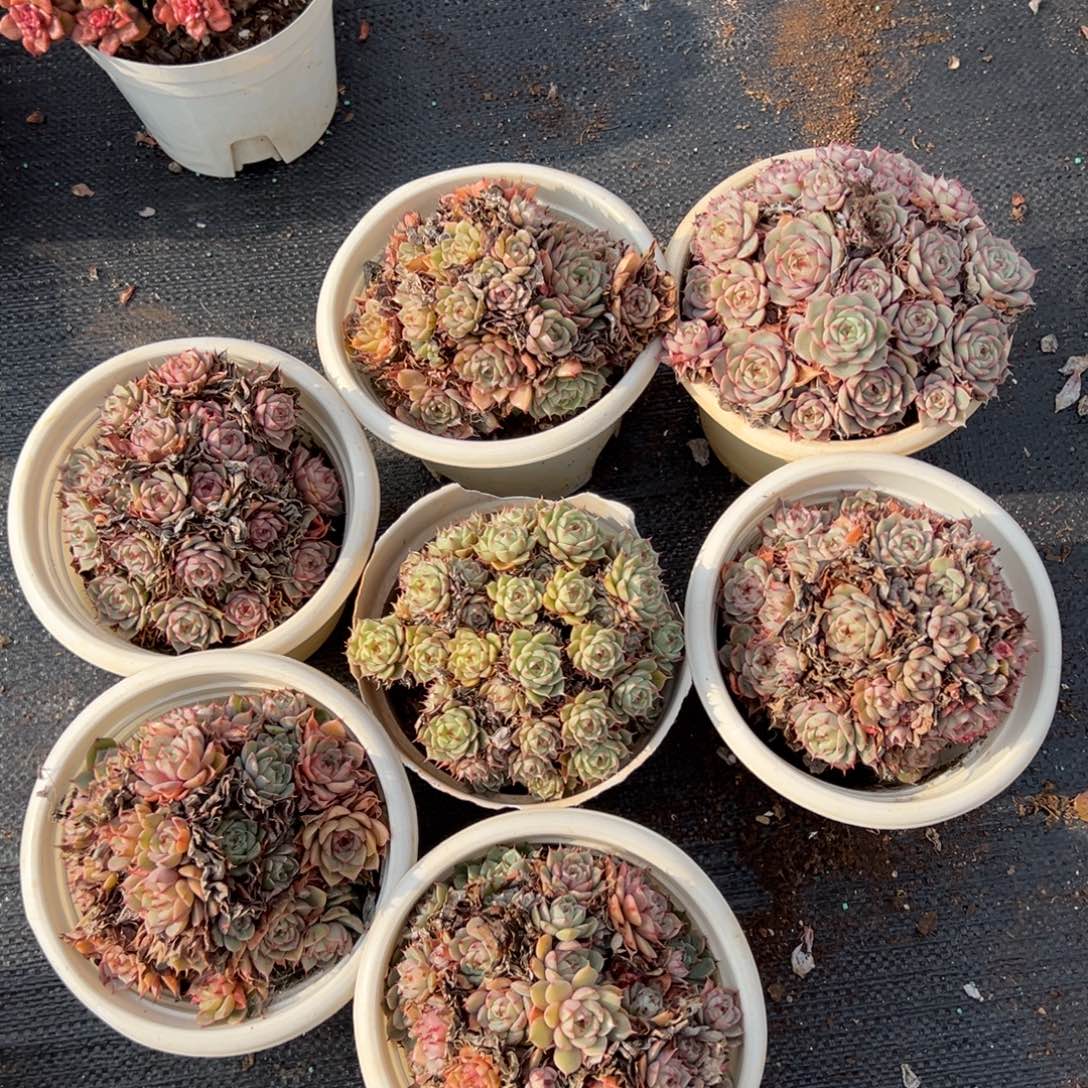 苯巴蒂斯13左右，图中任意一颗