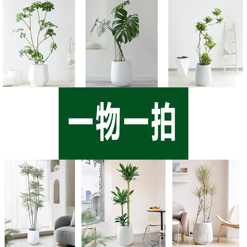 直播专链接一物一拍自行购买无效大型绿植黑金刚龟背竹百合竹