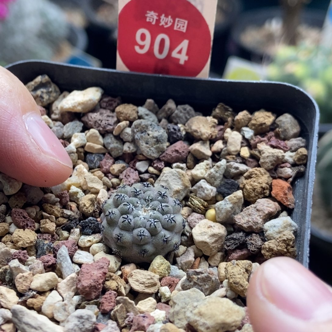 实生白肌豹头1.6cm