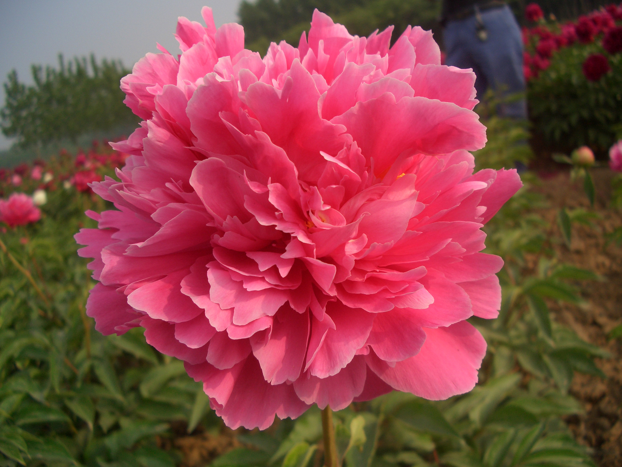 【2棵国产裸根芍药原株组合】红峰+朱砂判