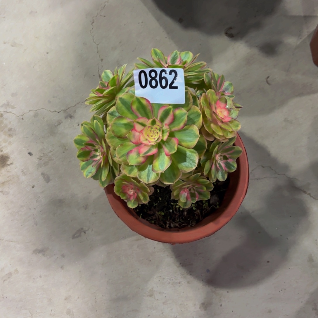 无花朵0862万白111111