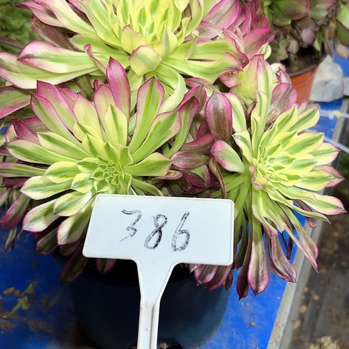 多肉植物天河法十
