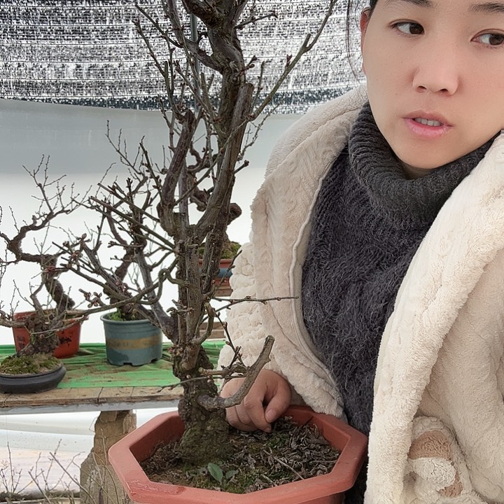 龙游梅老桩盆里花卉