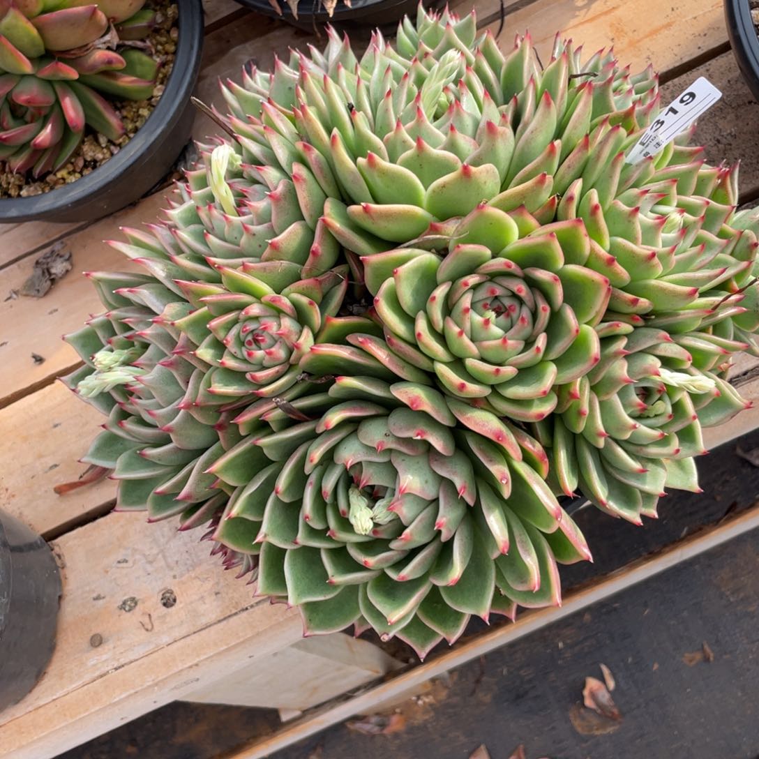 无花朵若如东云单拍E319