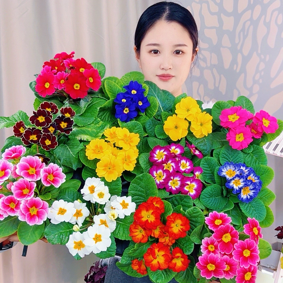 【欧洲报春花】【多色多品种】耐寒耐热抗冻冬季开花多年生阳台年宵花