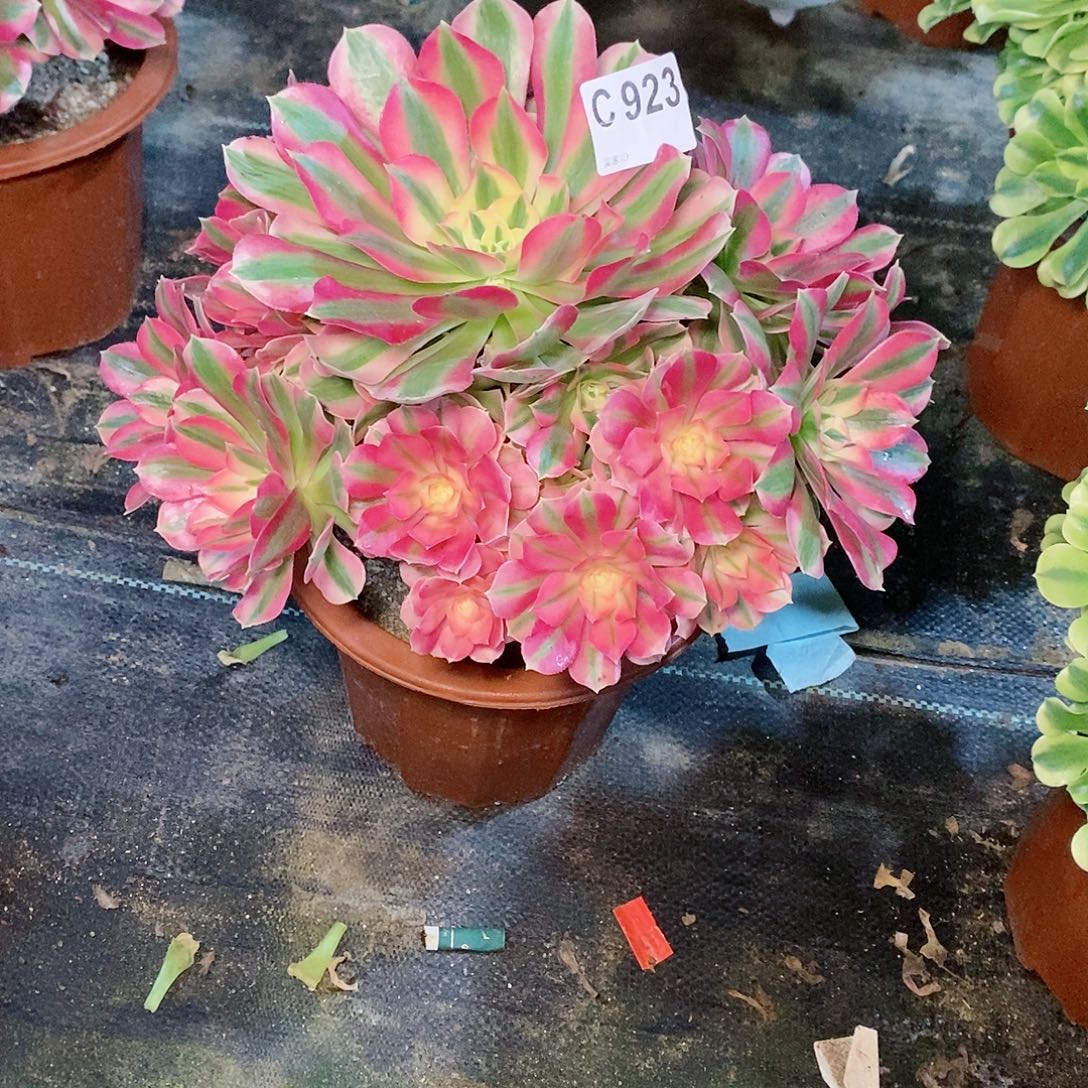 粉女巫923炖肉111111