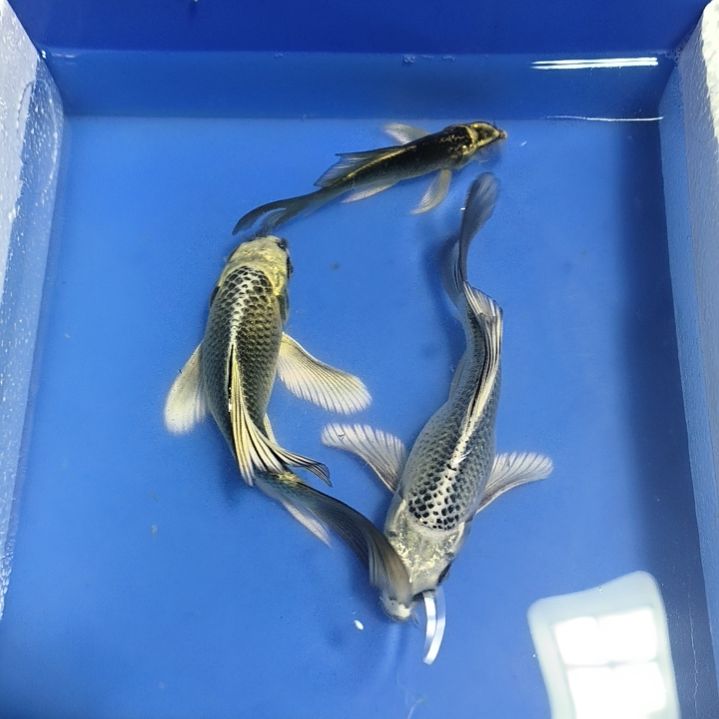 蝴蝶鲤鱼3条精品蝴蝶鲤鱼