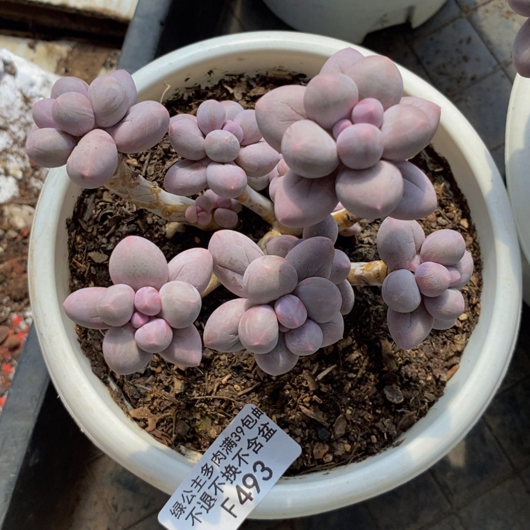 香水手指493/10c m