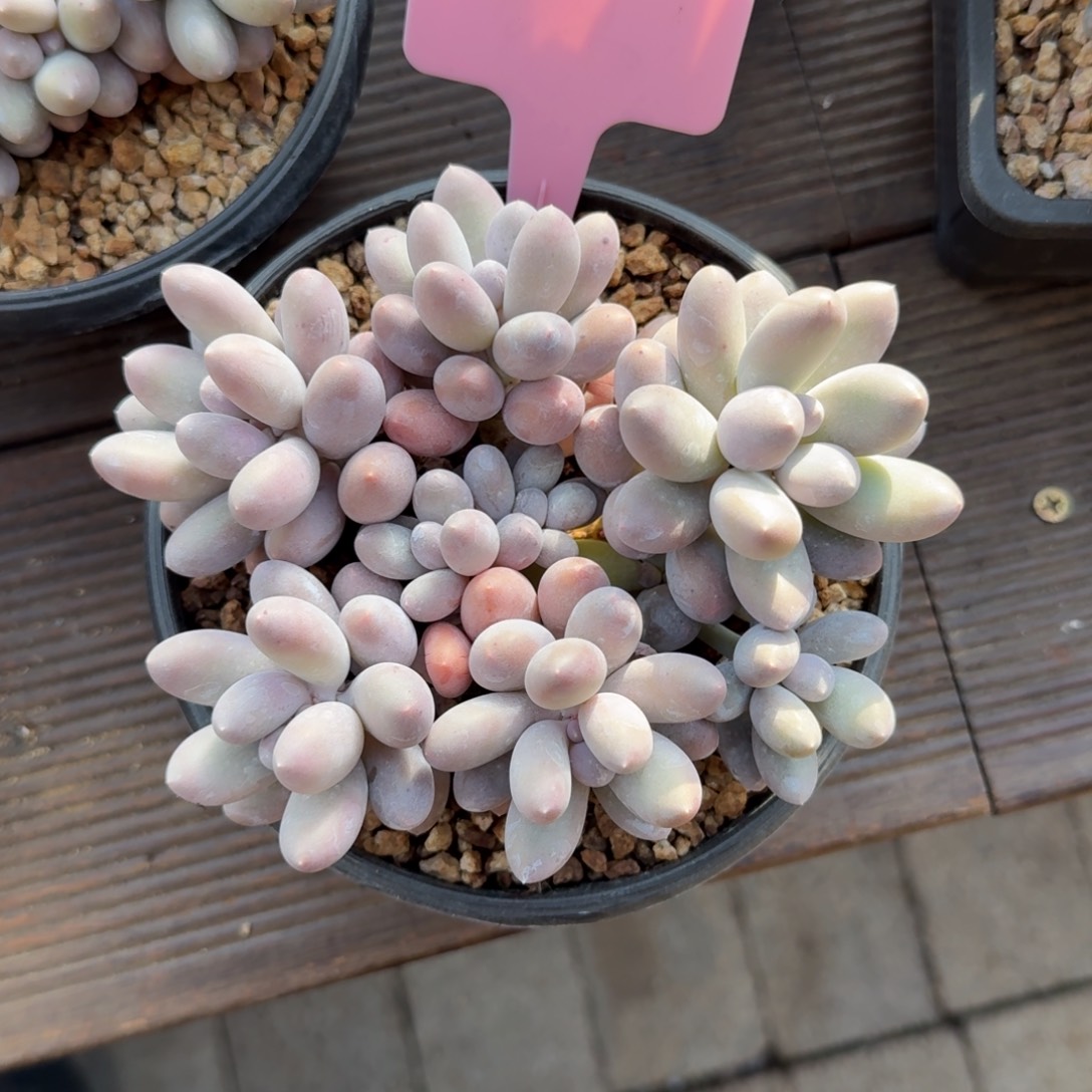 汤圆22222222222222