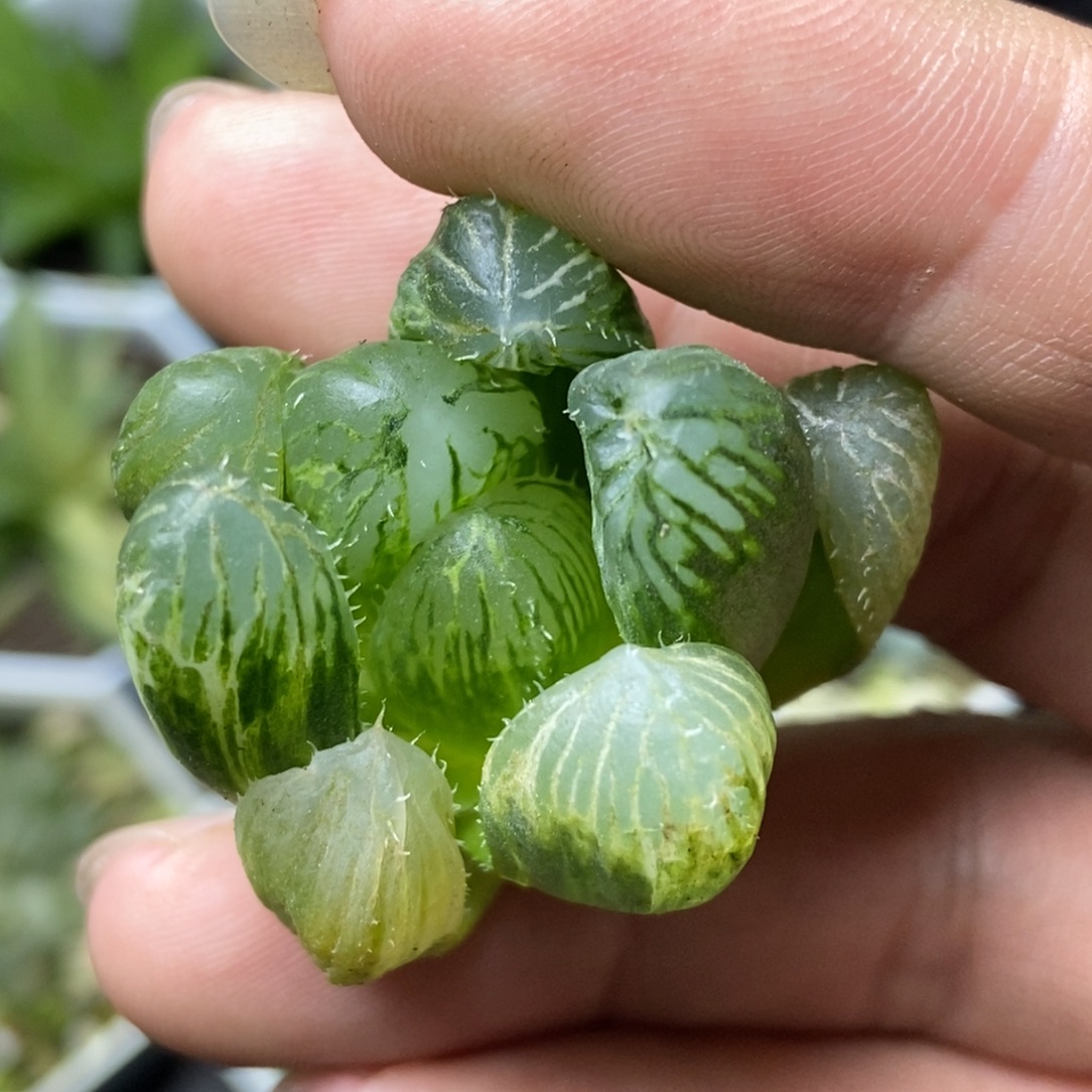 很奇葩的窗纹变异一物一拍