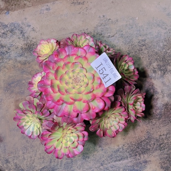 541维纳斯多肉植物