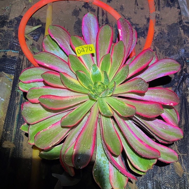 0470红魔女多肉植物