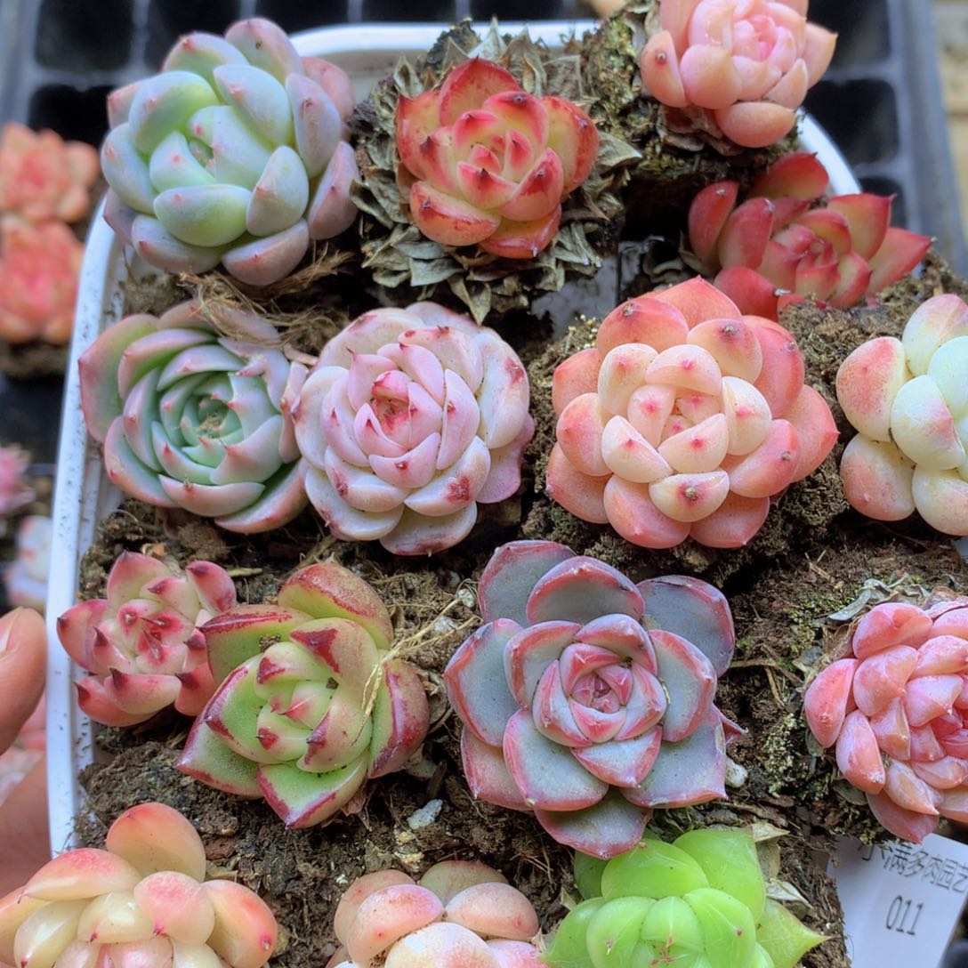 我也想要一个这样的011