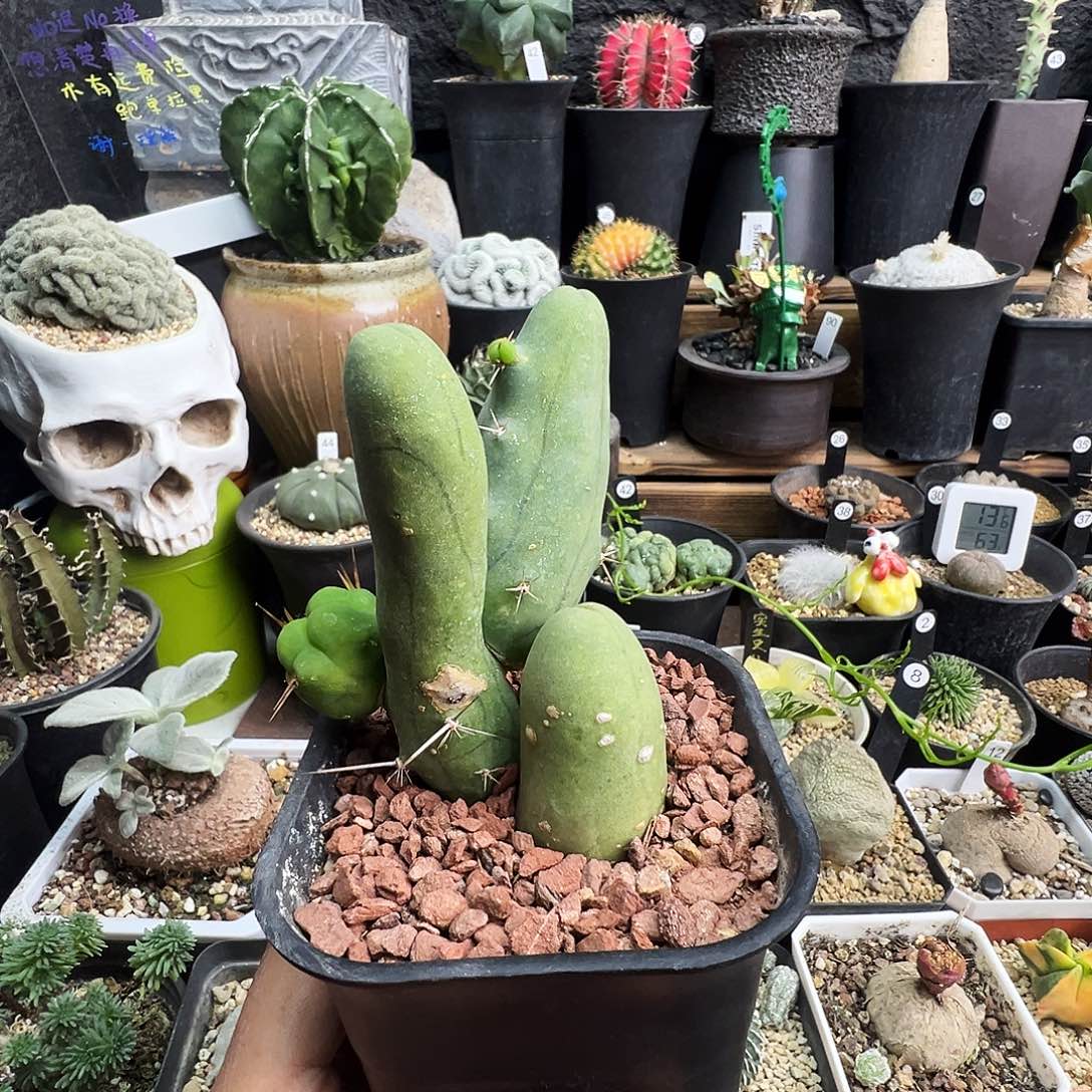 小***房程程柱脱土发货不带盆