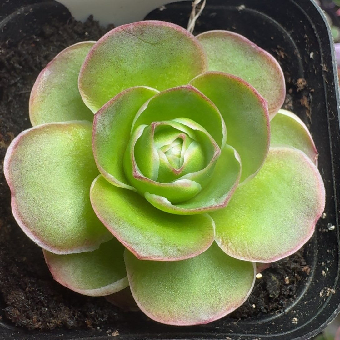 楹楹-453冠幅   3cm