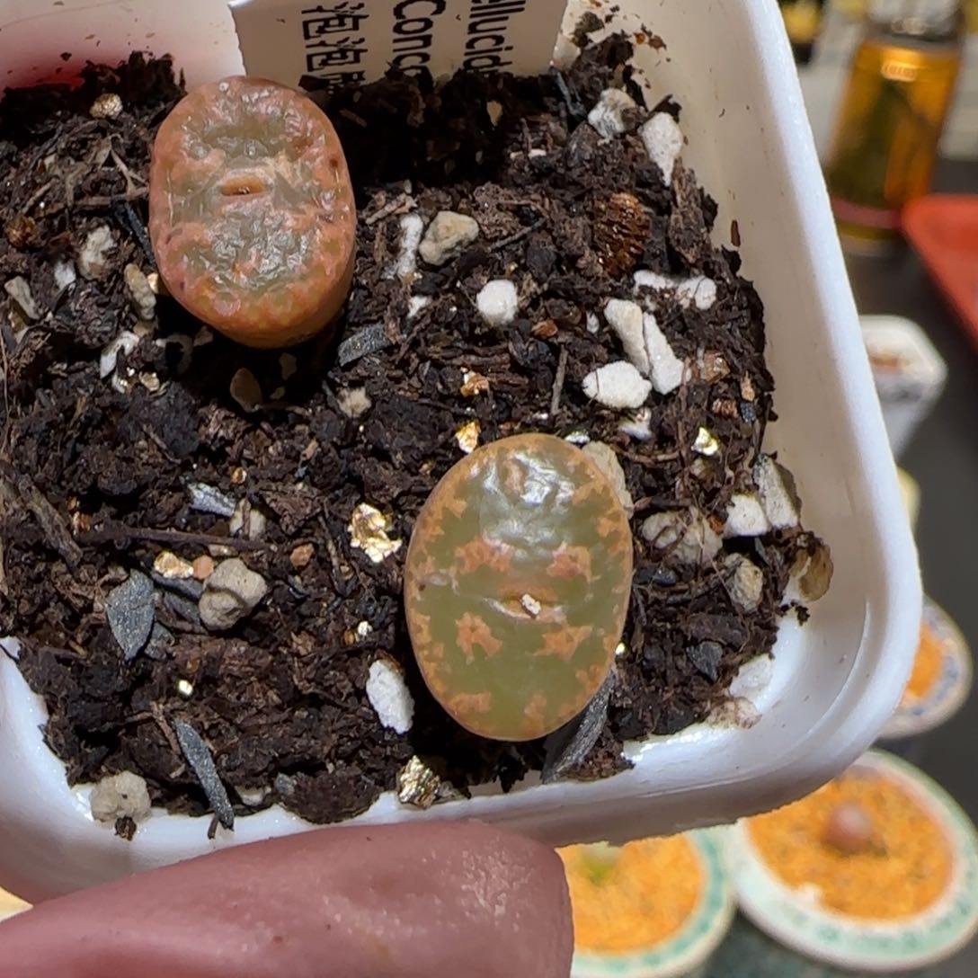 肉锥多肉植物百科-泡泡勋1060