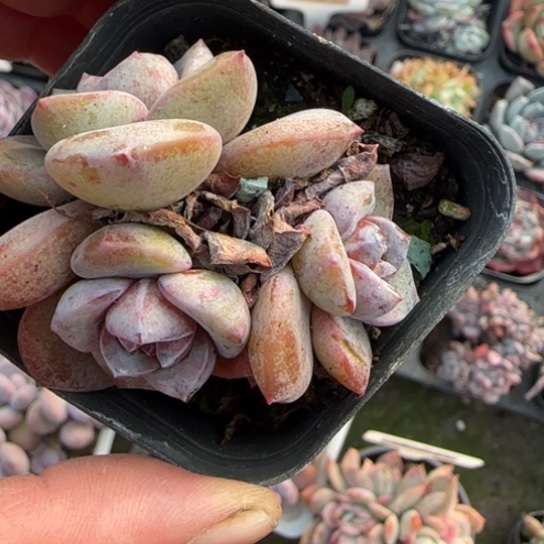 186德国香槟多肉植物多