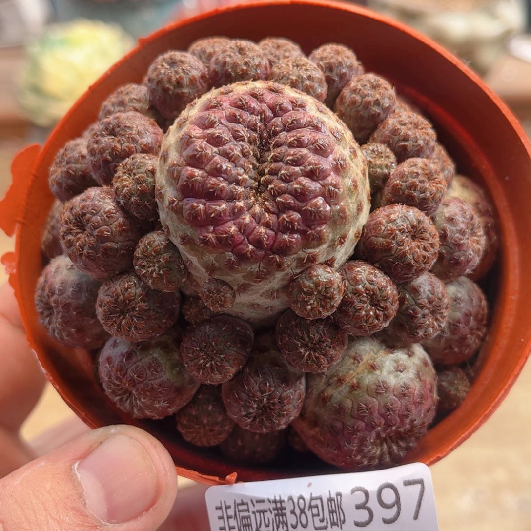 397紫丽丸德华多肉