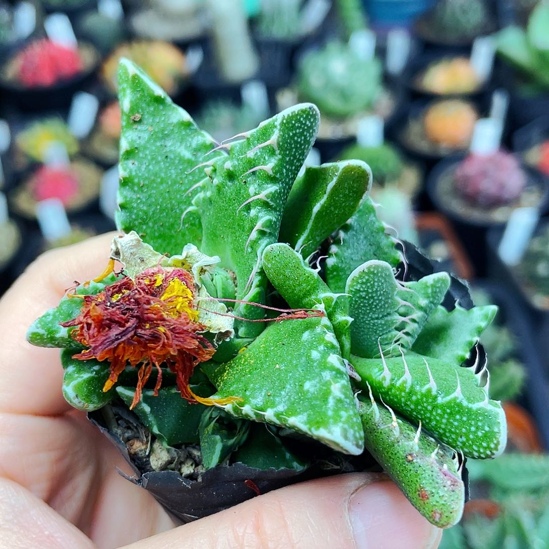 非偏远地区满25包邮仙人球