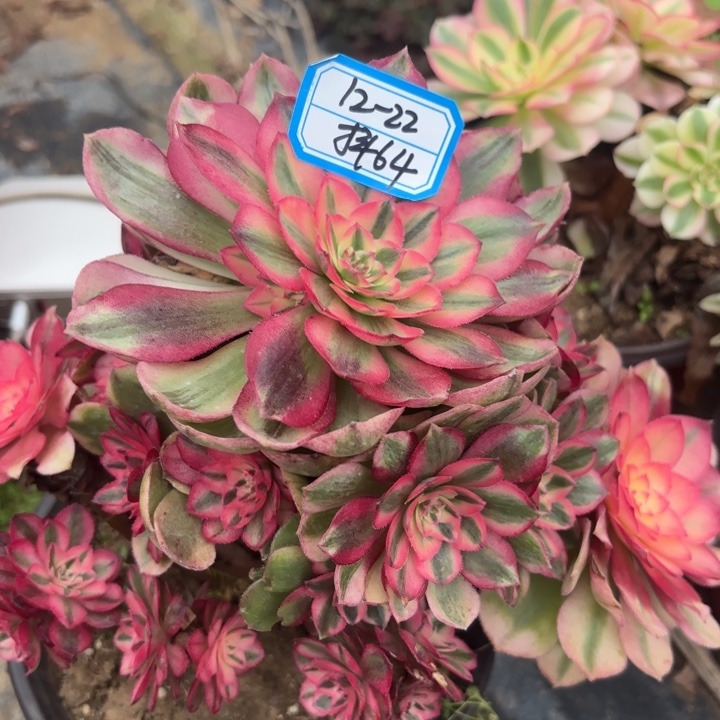 量拍一颗有砍倾城不包损64