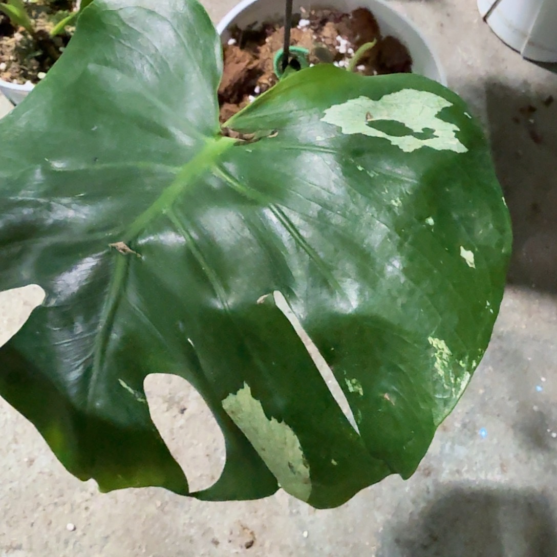 艺***良无花朵龟背竹植物一物一拍