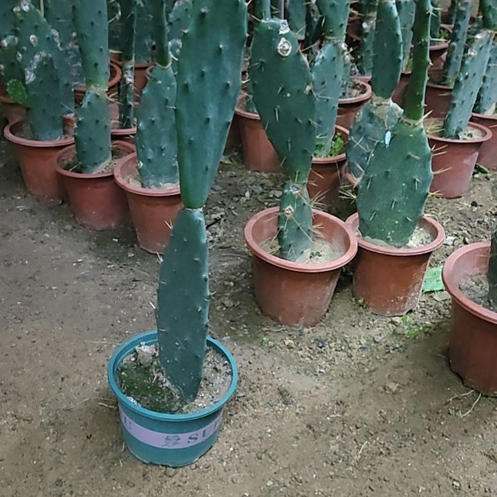 微***笑黄大刺仙人掌两节