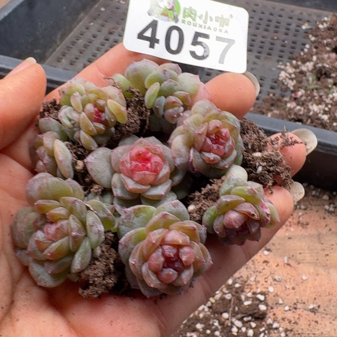 多肉植物多肉植物