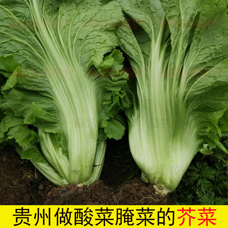 贵州新鲜蔬菜青菜芥菜现摘做酸菜腌菜泡菜