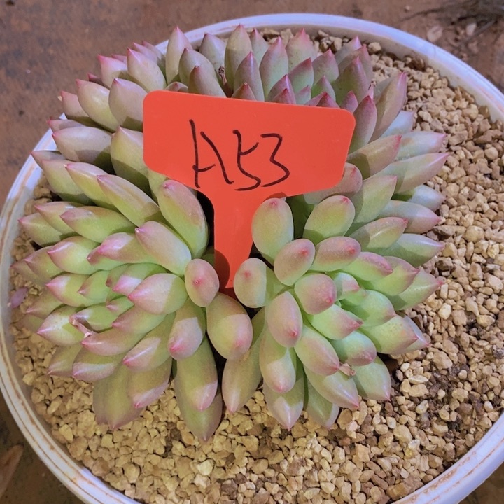 是因为要和他们玩