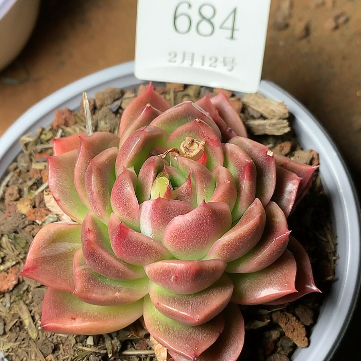 【闪购商品】云684
