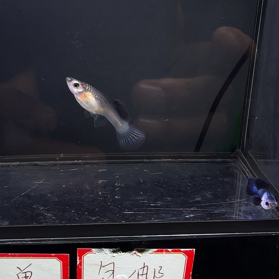 孔雀鱼大耳熊猫一对