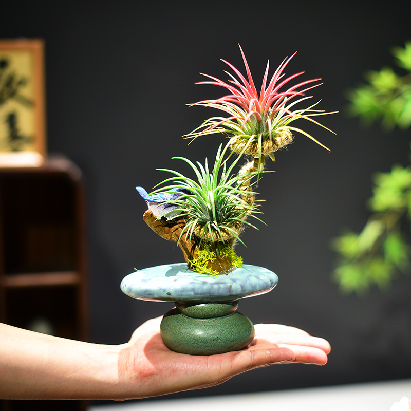 空气凤梨禅意中式文人盆景盆栽室内茶室茶桌书房庭院四季好养