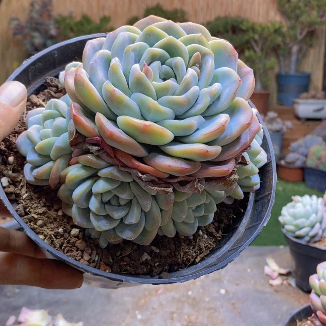 晨*A148号冰玉手捧