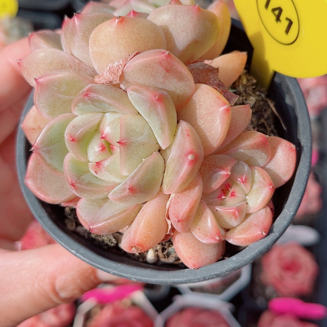 141号小老桩珍妮群