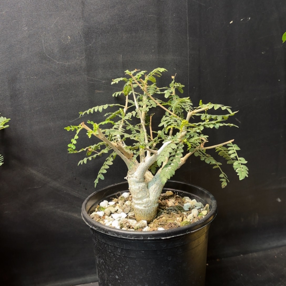 尼勒达乳香带盆发货