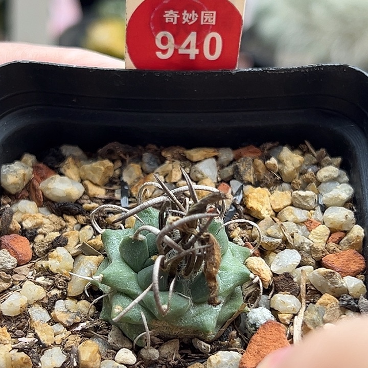 实生优选娇丽2.5cm