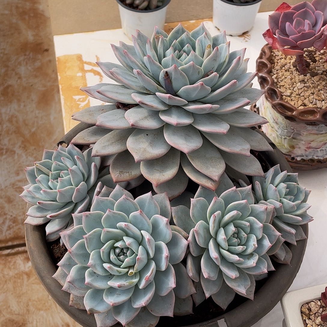 粉蓝鸟有砍多肉多肉多肉