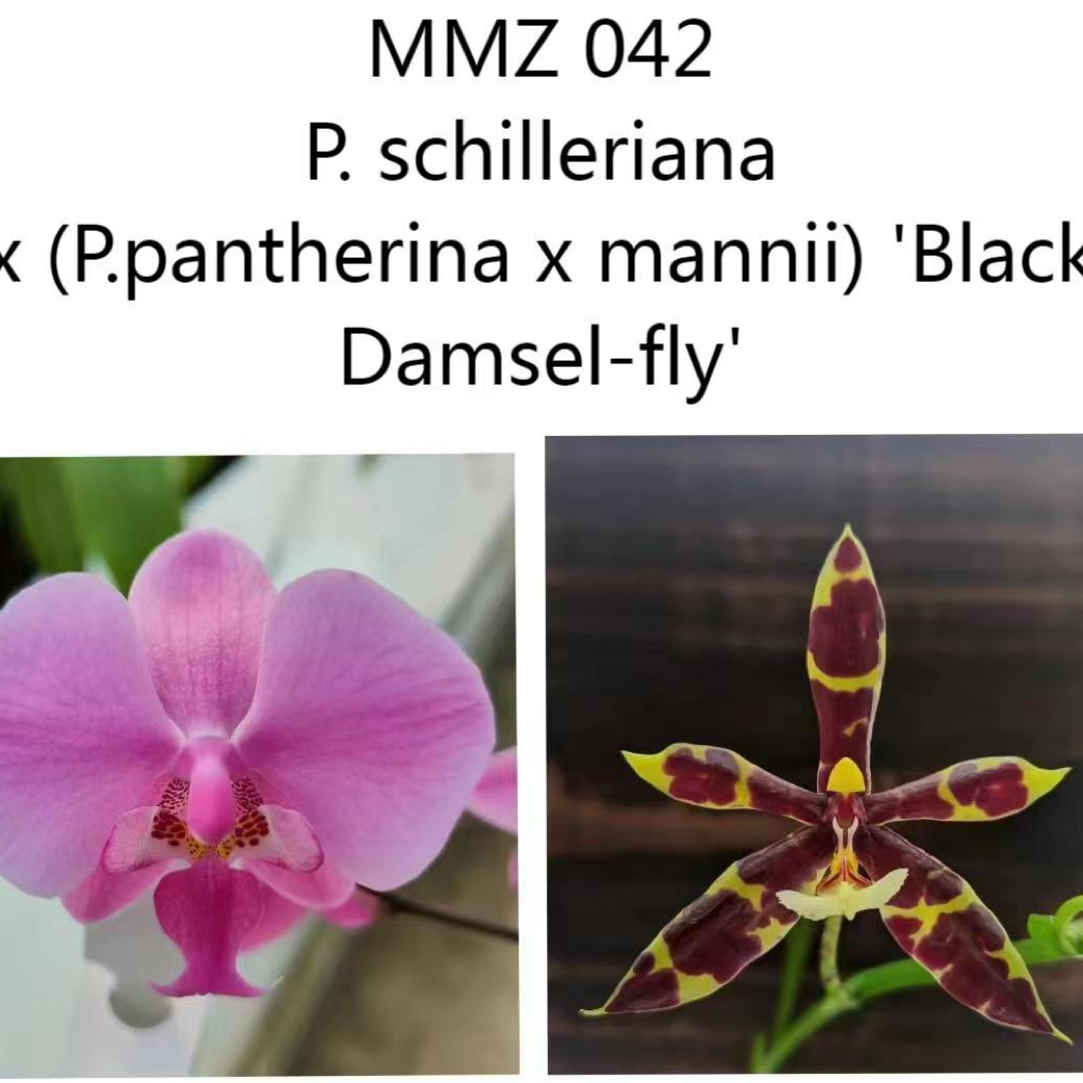 MMZ042西交黑曼尼实生苗 蝴蝶兰3.0寸