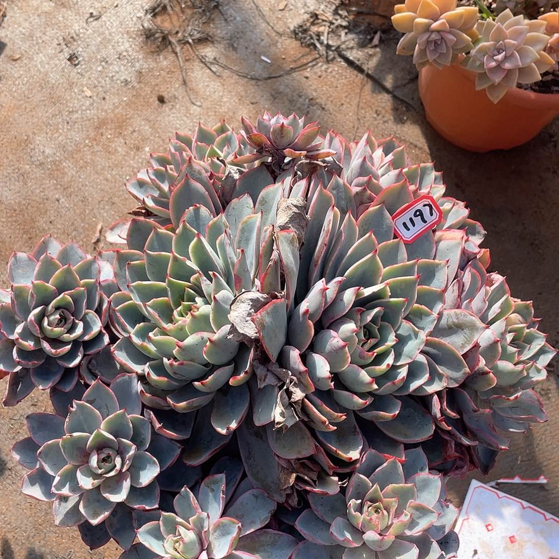 1197赫拉一物一拍多肉