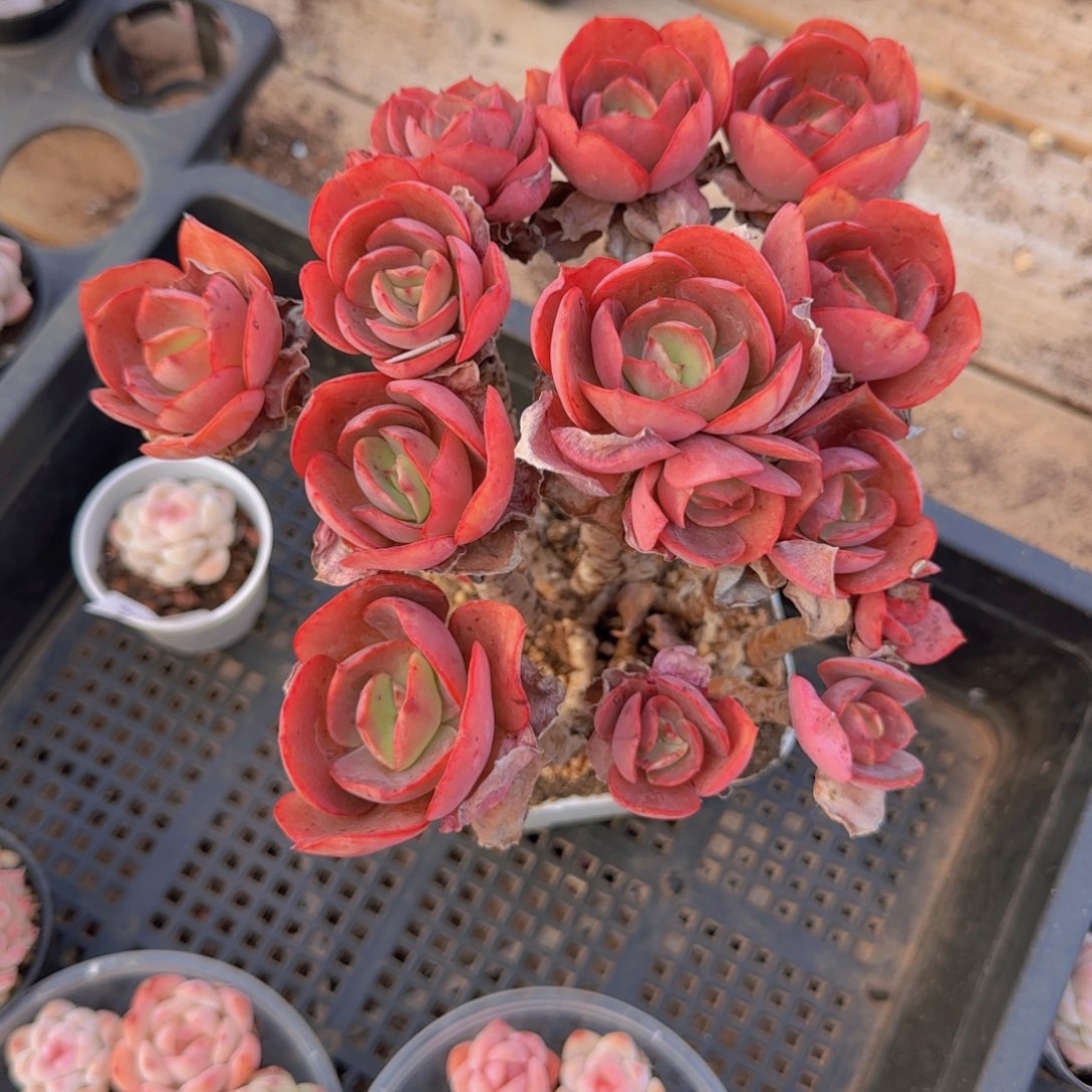 满*秀妍老装群一颗精控