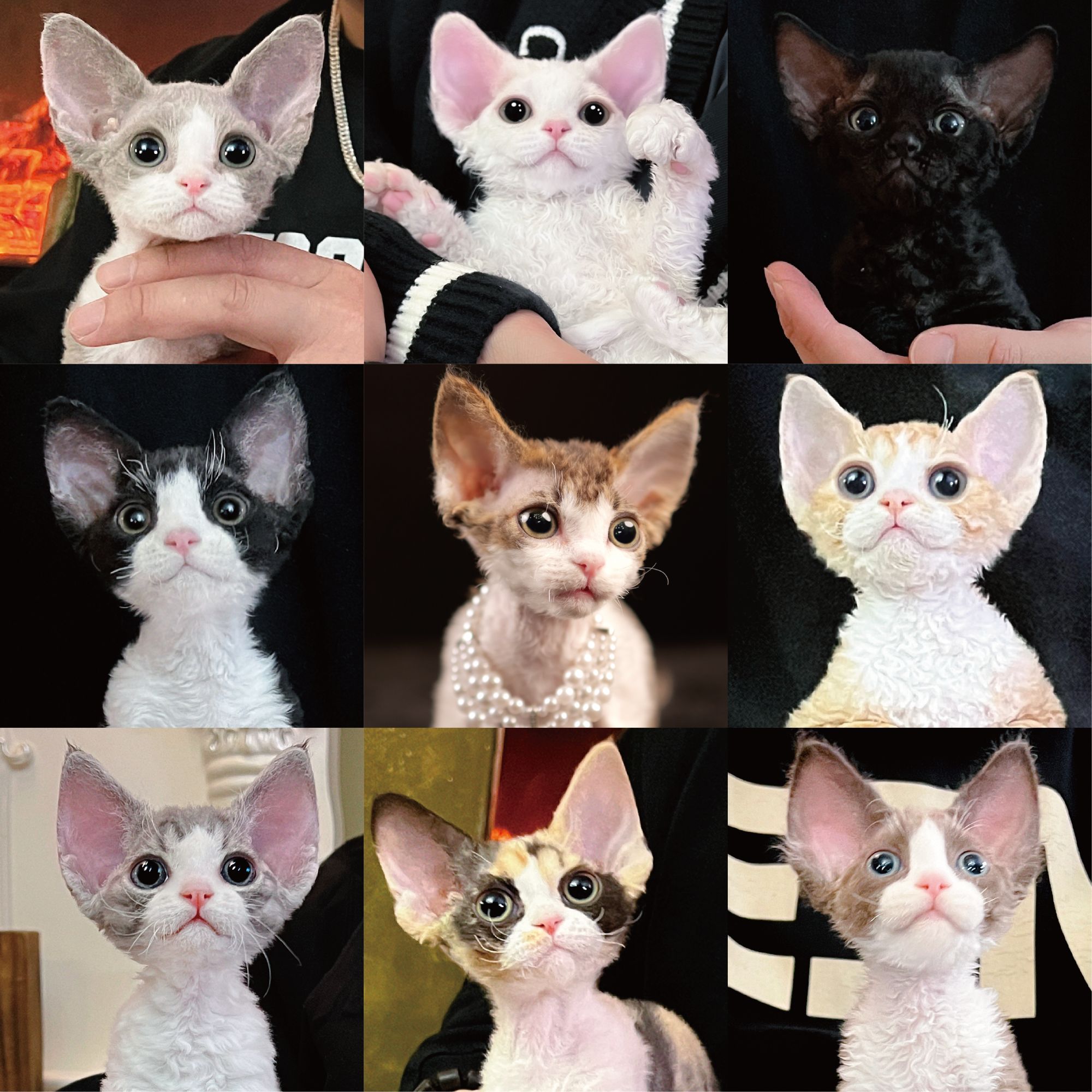 MSY猫舍通用购猫定金德文卷毛猫