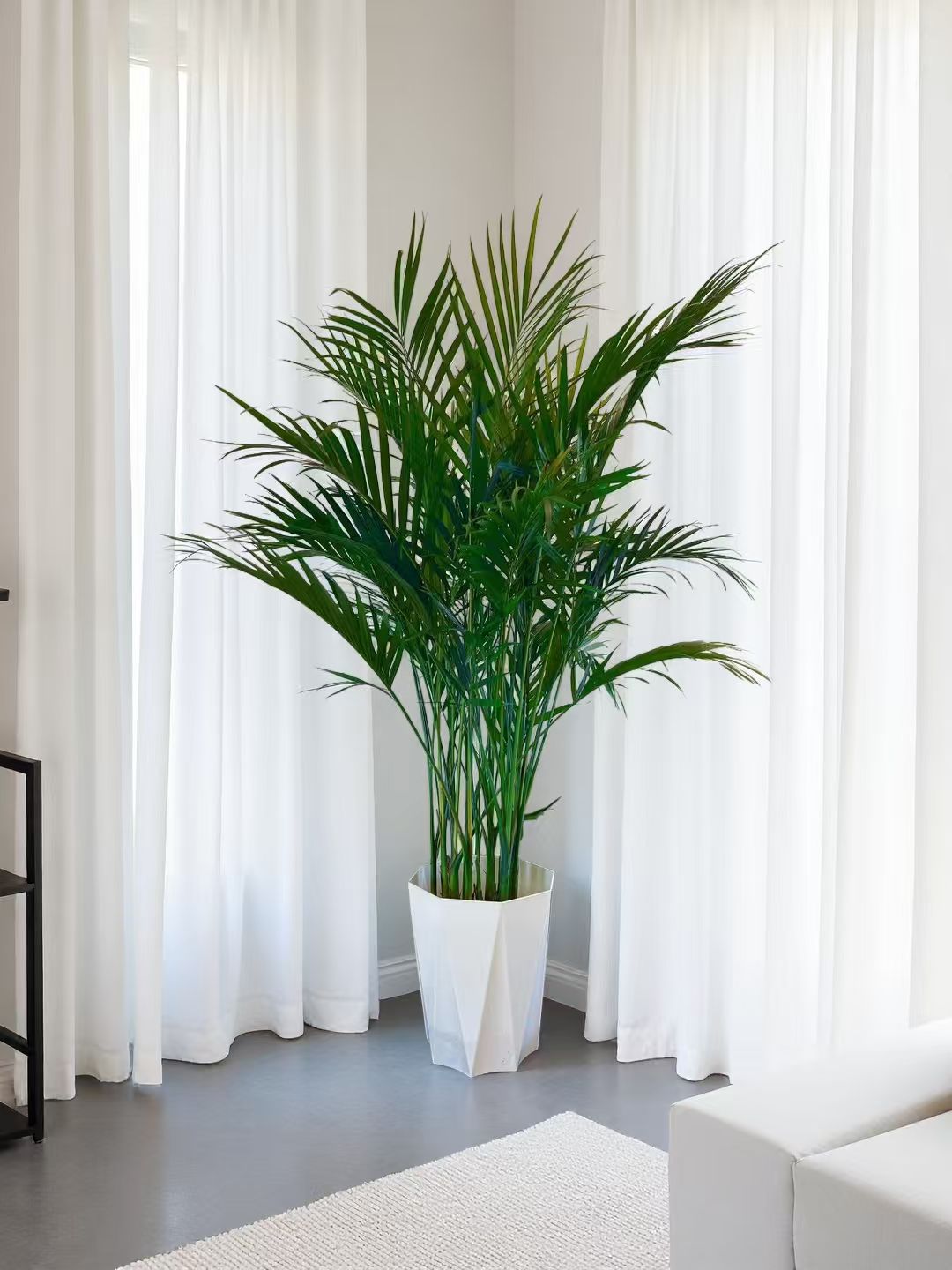 1.2-1.4米富贵椰子白盆盆栽耐旱卧室散尾葵好养耐看净化空气