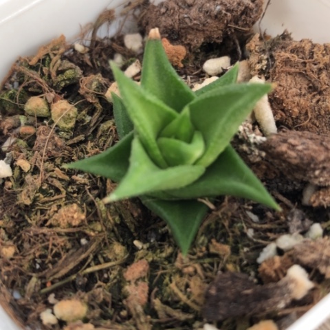 松塔硬叶多肉植物