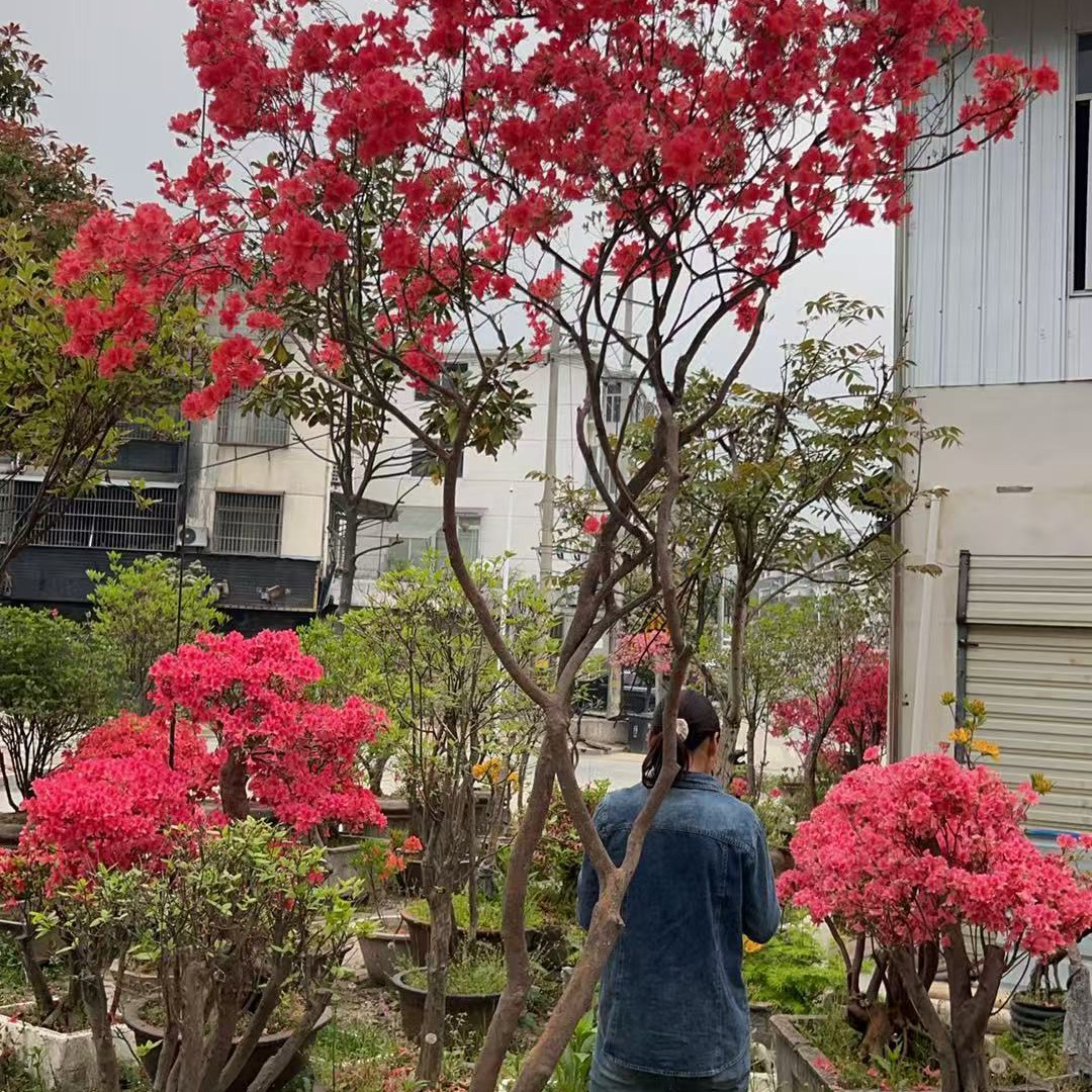 映山红高度90左右，粗度三公分左右三杆左右。